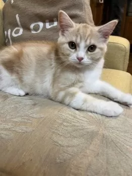 キンキン 様のお迎えした子猫