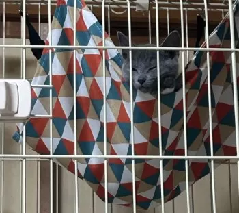 さい 様のお迎えした子猫