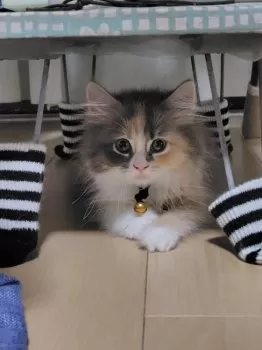 tetsu.n 様のお迎えした子猫