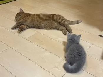 M.M 様のお迎えした子猫