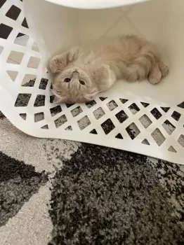 Y.H 様のお迎えした子猫