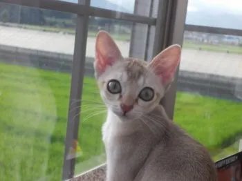 ライ 様のお迎えした子猫