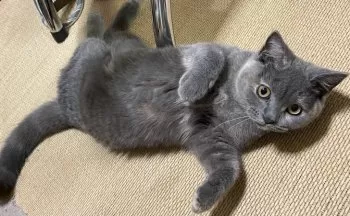 M.D 様のお迎えした子猫