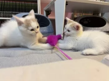 C.S 様のお迎えした子猫