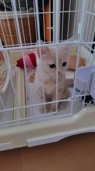 karomi5(カロミコ) 様のお迎えした子猫