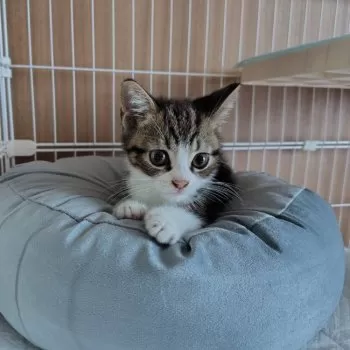 riz★ 様のお迎えした子猫