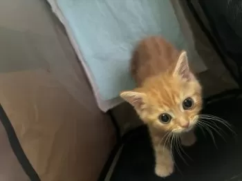 まるにゃん 様のお迎えした子猫