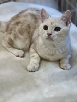 8月の雨 様のお迎えした子猫