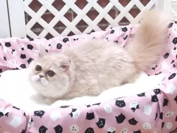 R.O 様のお迎えした子猫