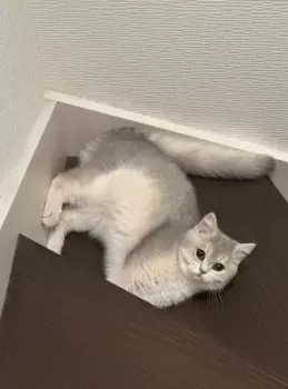 むー 様のお迎えした子猫