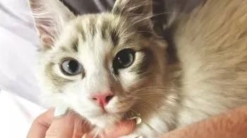 Rei 様のお迎えした子猫