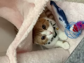 ひいちゃん 様のお迎えした子猫