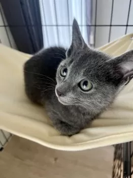 まる 様のお迎えした子猫
