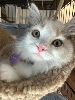 ましろ 様のお迎えした子猫