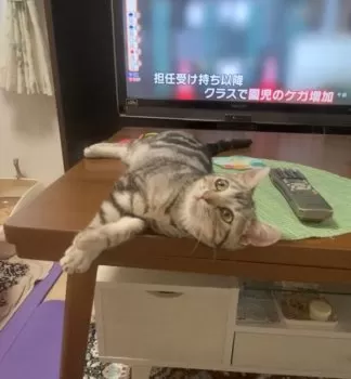 ふくちゃん 様のお迎えした子猫