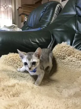 ペーターソックス 様のお迎えした子猫