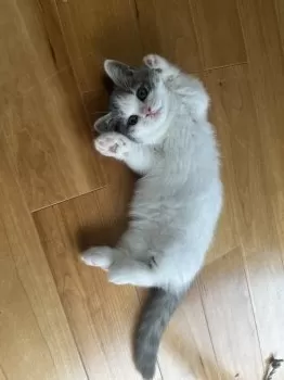 J.E 様のお迎えした子猫