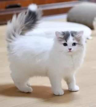 Y.T 様のお迎えした子猫