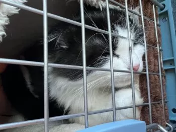 なぁちゃん 様のお迎えした子猫