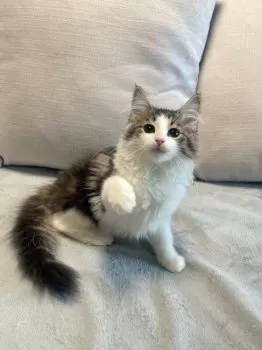 時雨 様のお迎えした子猫