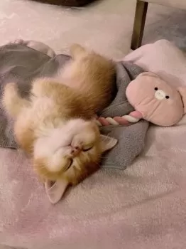 mm 様のお迎えした子猫