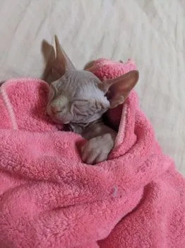 Hasgul 様のお迎えした子猫