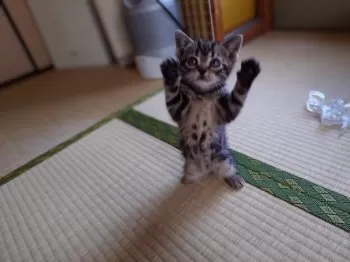 momoyapj 様のお迎えした子猫