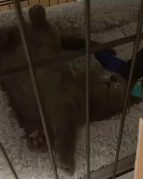 M.I 様のお迎えした子猫