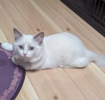 FIGAROママ 様のお迎えした子猫