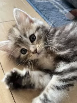 ミカ 様のお迎えした子猫