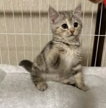 K.I 様のお迎えした子猫