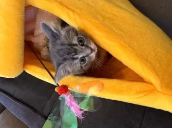 K.K 様のお迎えした子猫