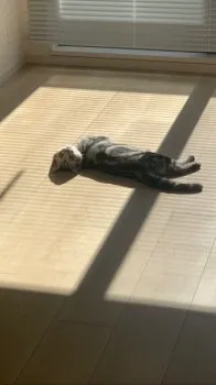 R.S 様のお迎えした子猫