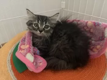 M.K 様のお迎えした子猫