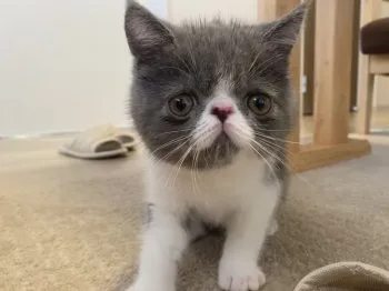 りきくん 様のお迎えした子猫