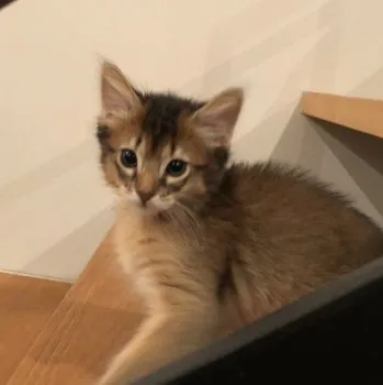 A.S 様のお迎えした子猫