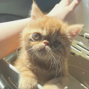 A 様のお迎えした子猫