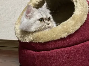 すずお 様のお迎えした子猫