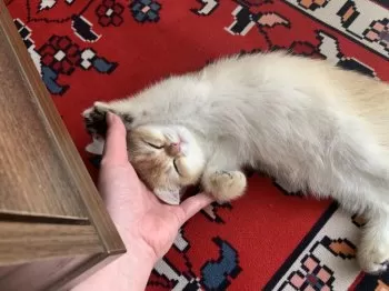 K.Y 様のお迎えした子猫