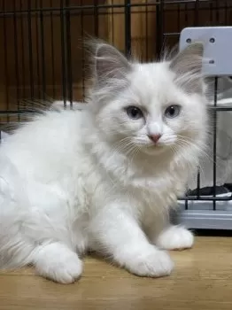 Y.S 様のお迎えした子猫