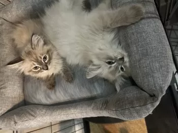 T.A 様のお迎えした子猫