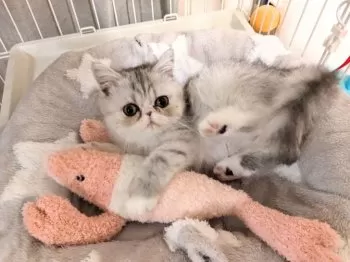 ふわママ 様のお迎えした子猫