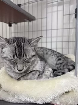 D.I 様のお迎えした子猫