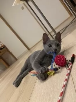 K.N 様のお迎えした子猫