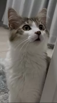 S.S 様のお迎えした子猫