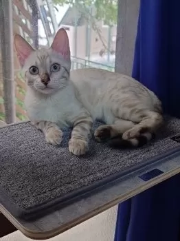 たまも 様のお迎えした子猫