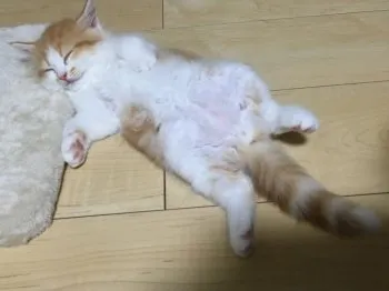 ラガマフィンのビビ 様のお迎えした子猫