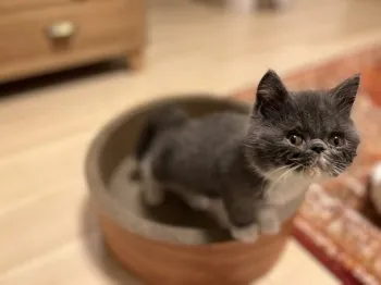 さんちゃん 様のお迎えした子猫