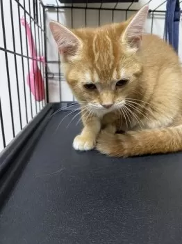 ケンジ 様のお迎えした子猫