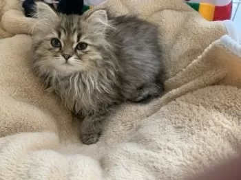はる 様のお迎えした子猫